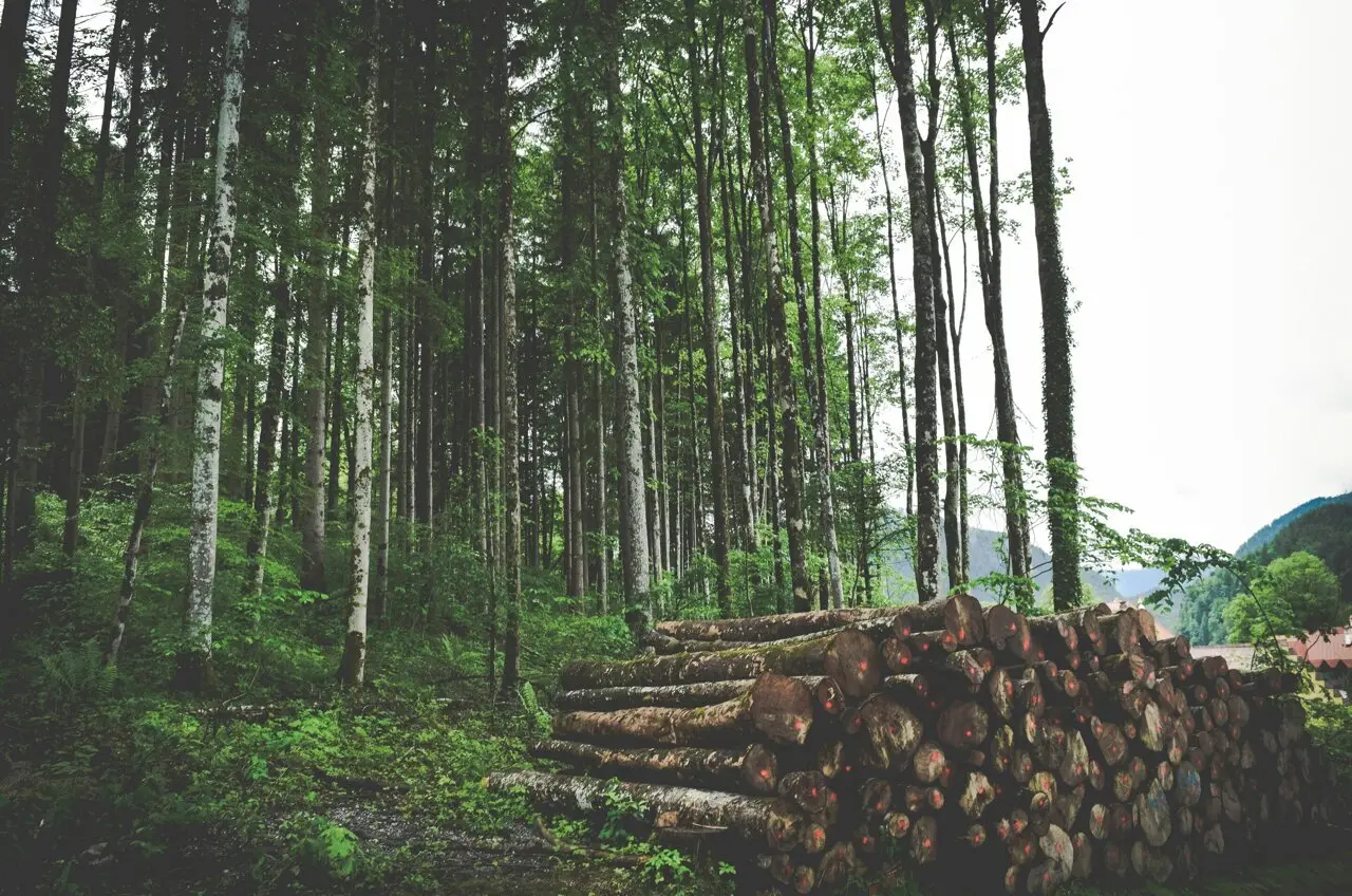 Habitatul contează mai mult decât clima pentru fauna finlandeză
